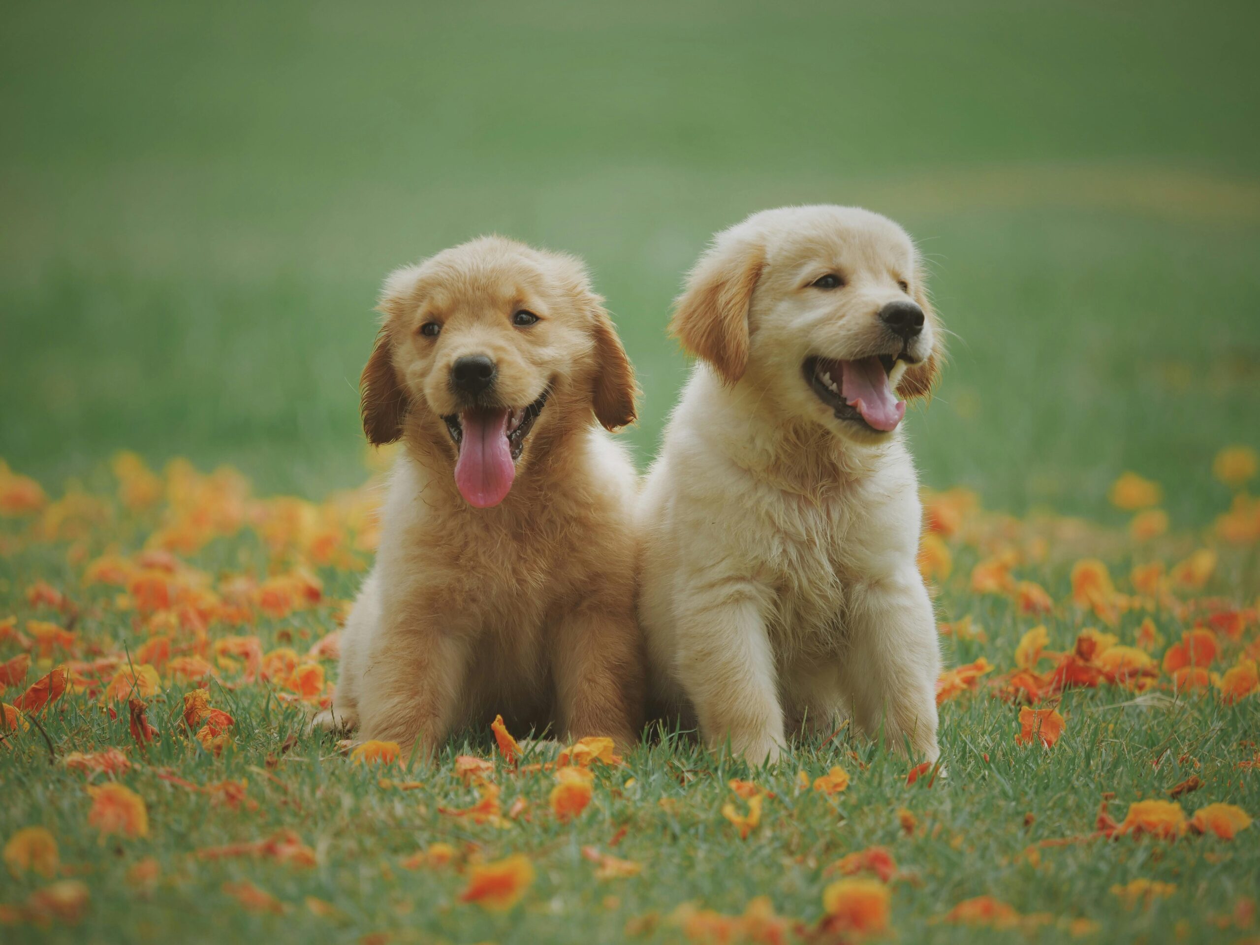 gele labrador retrievers